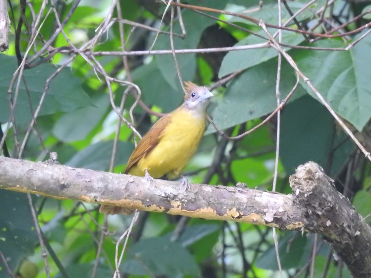 White-throated Bulbul - ML636754332