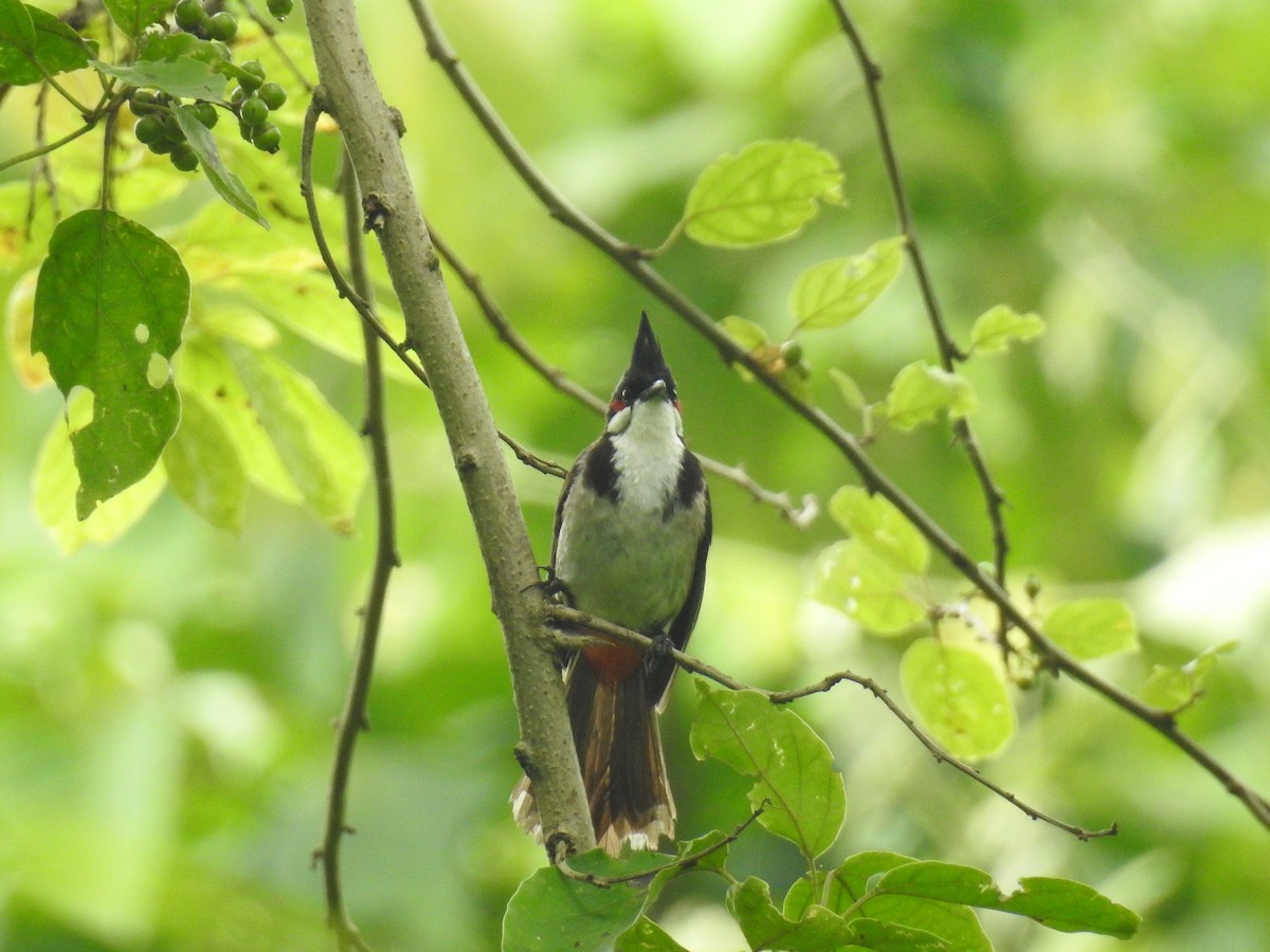 Red-whiskered Bulbul - ML636754355