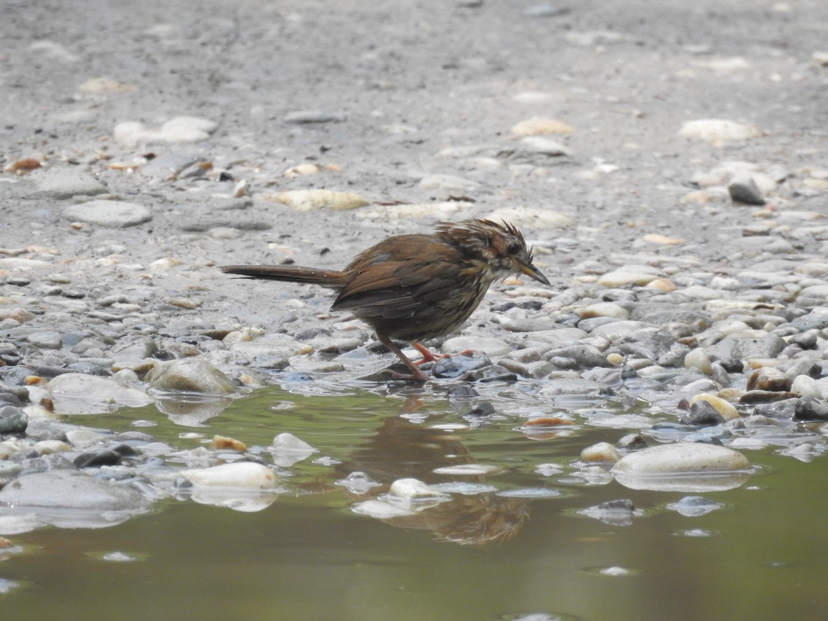 Puff-throated Babbler - ML636754365