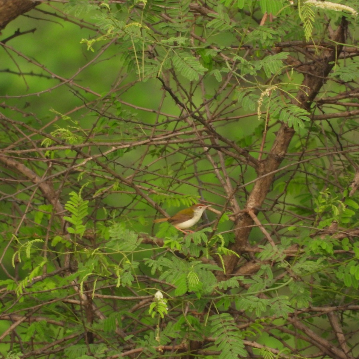 Common Tailorbird - ML636754417