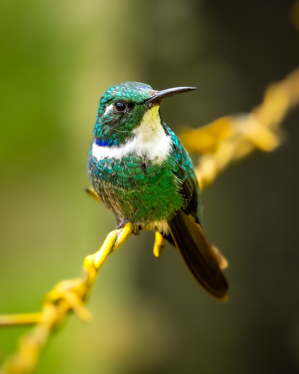 White-throated Daggerbill - ML636754422