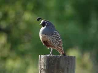 California Quail - ML636754431