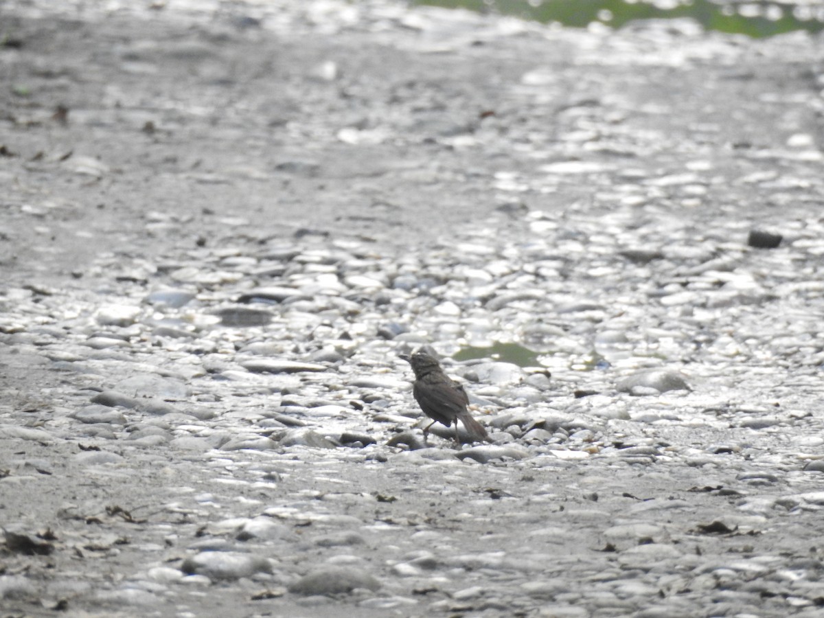 Abbott's Babbler - ML636754435