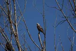 Swainson's Hawk - ML636754437