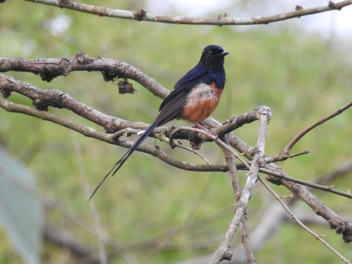 White-rumped Shama - ML636754445