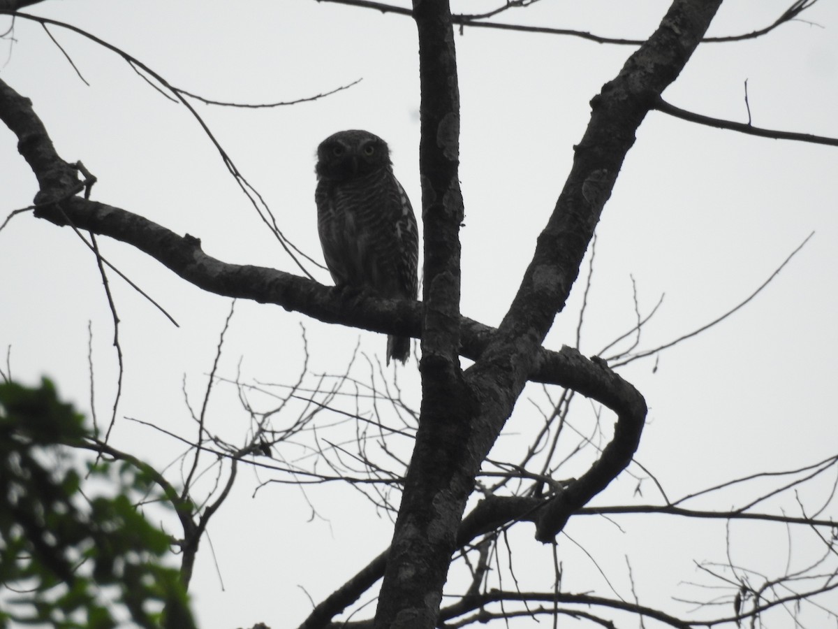 Asian Barred Owlet - ML636754472