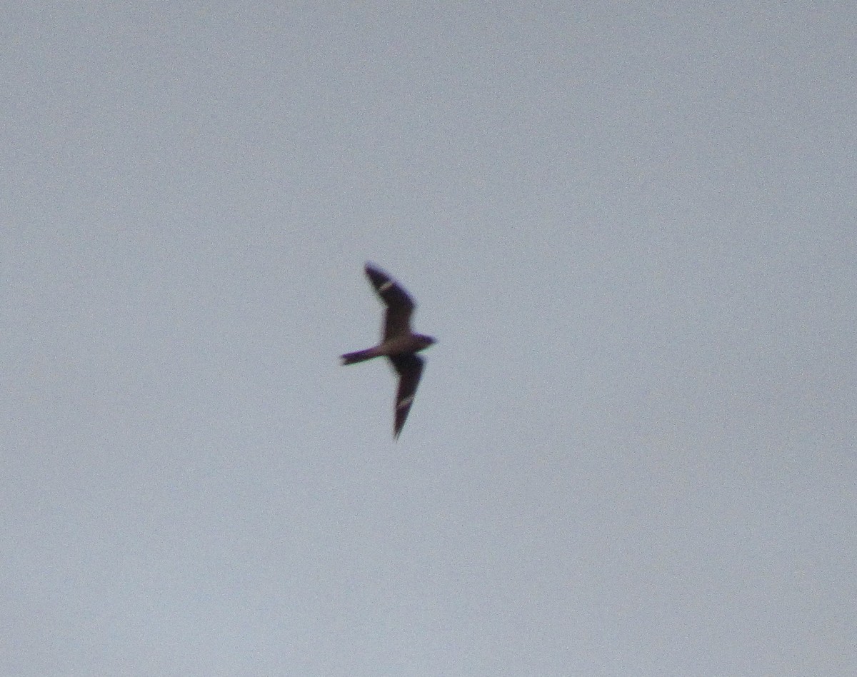Common Nighthawk - ML636754484