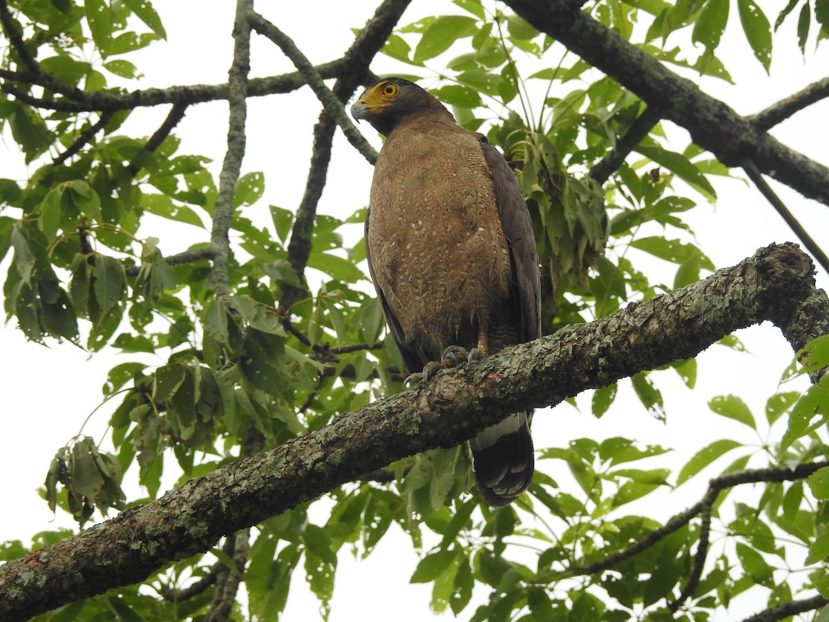 Crested Serpent-Eagle - ML636754494