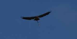 Swainson's Hawk - ML636754505