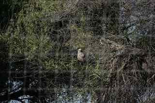 Great Horned Owl - ML636754508