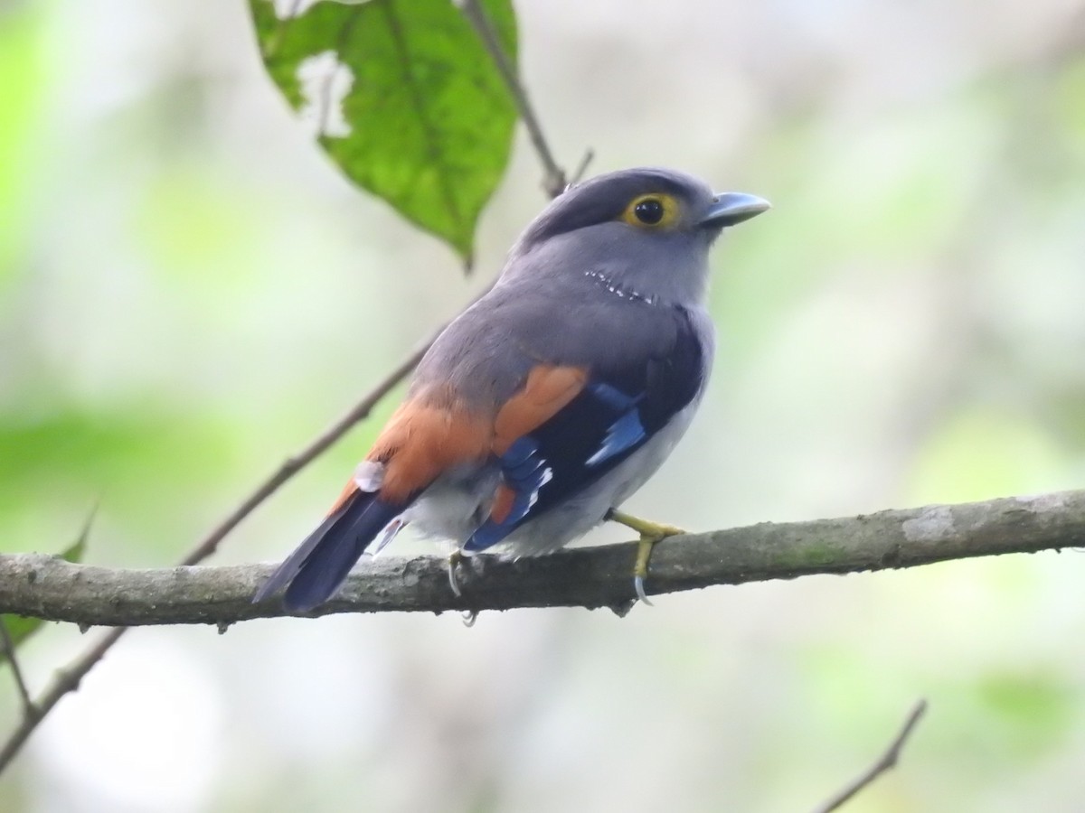 Gray-lored Broadbill - ML636754549