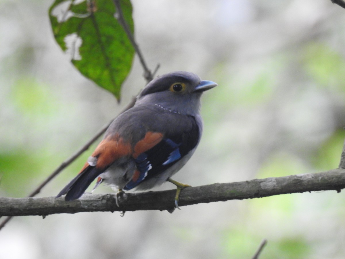 Gray-lored Broadbill - ML636754551