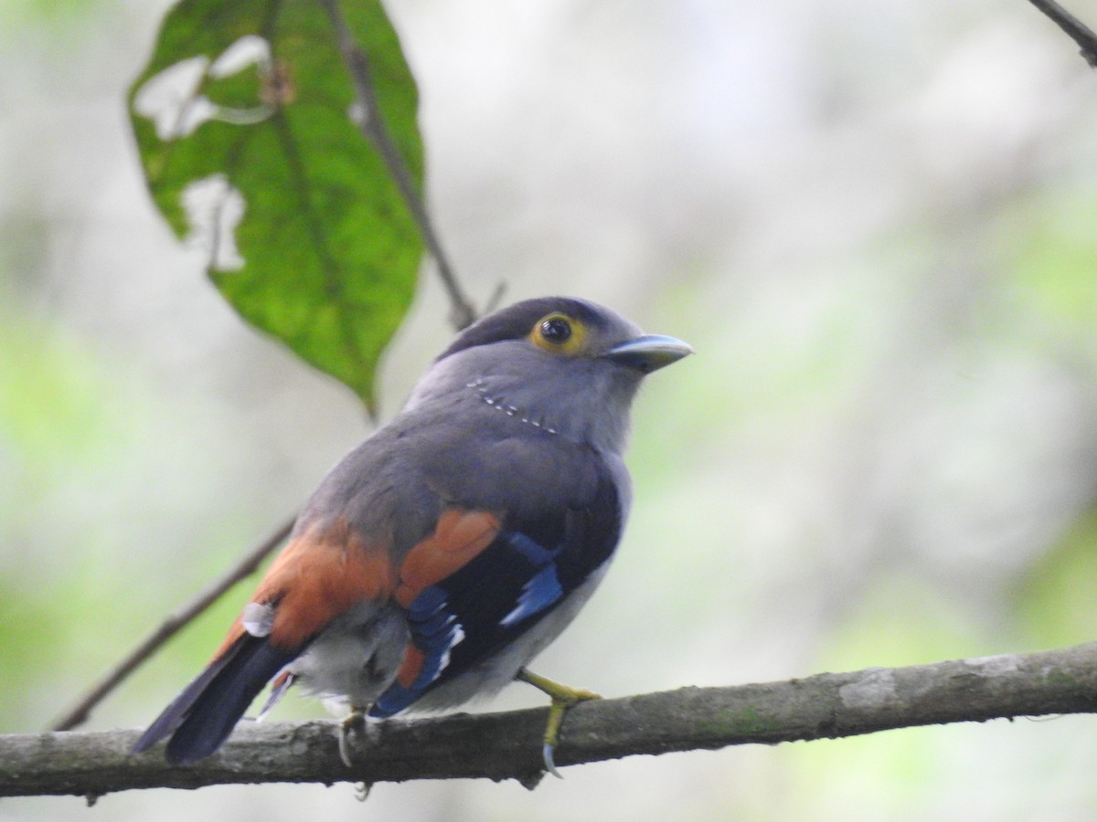 Gray-lored Broadbill - ML636754552
