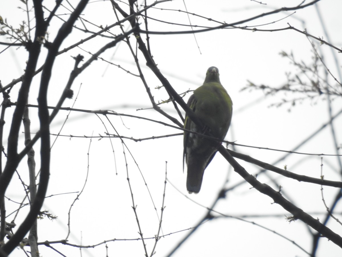 Thick-billed Green-Pigeon - ML636754562