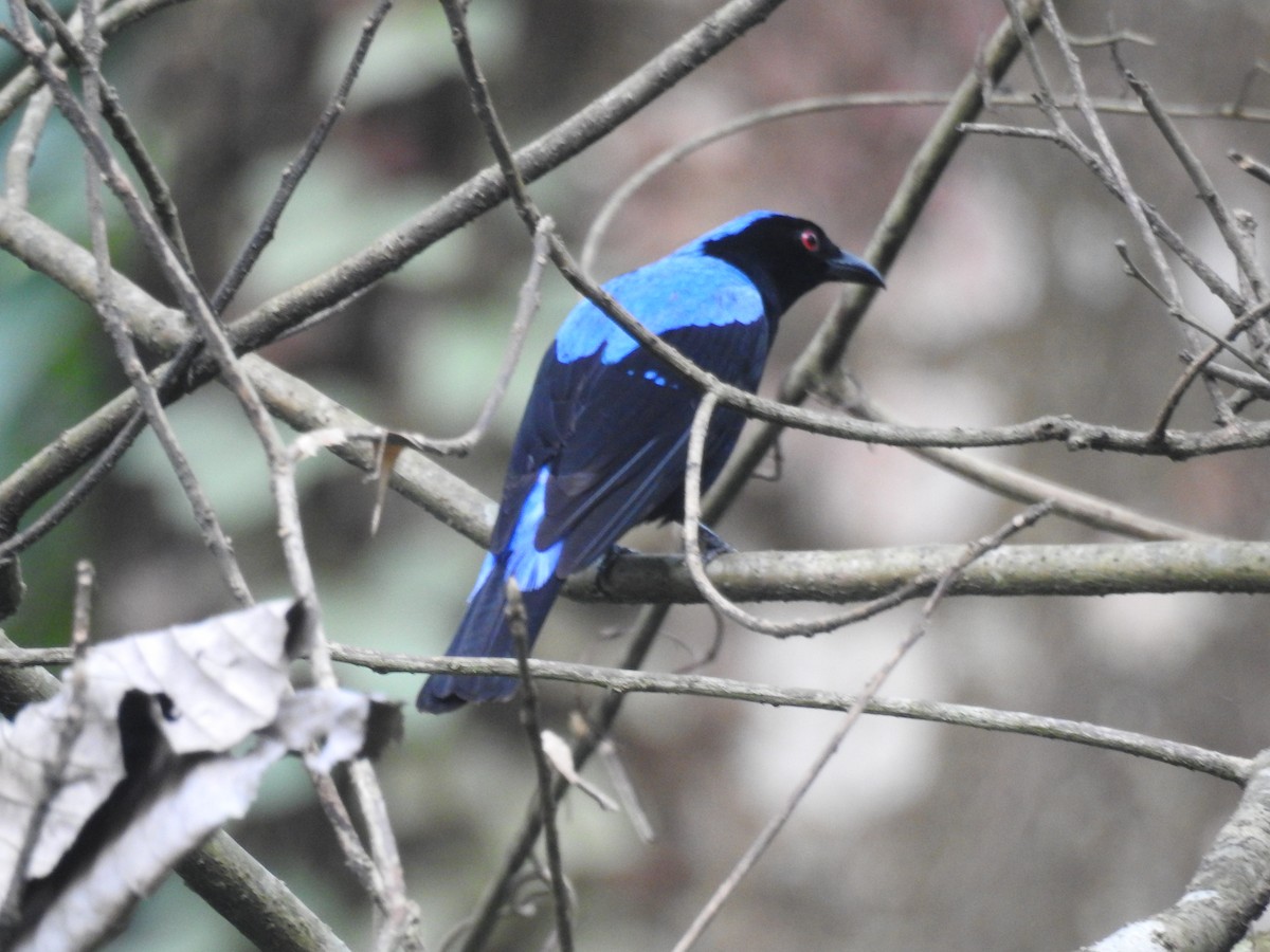 Asian Fairy-bluebird - ML636754576