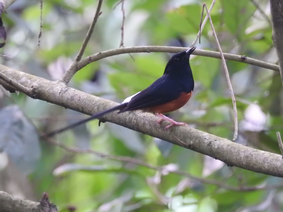 White-rumped Shama - ML636754579