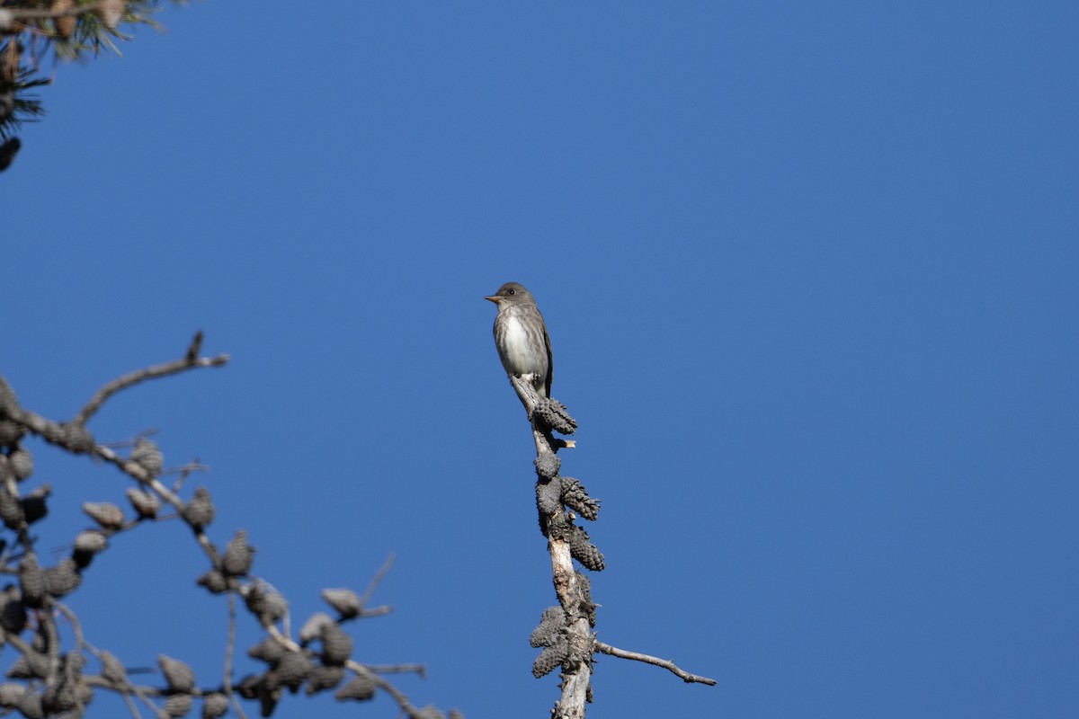 Olive-sided Flycatcher - ML636754589