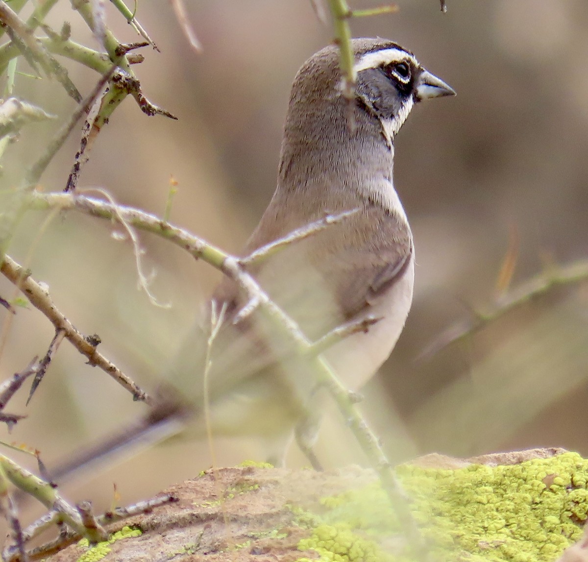 Bruant à gorge noire - ML636754734