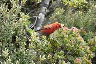 Apapane - ML636754738