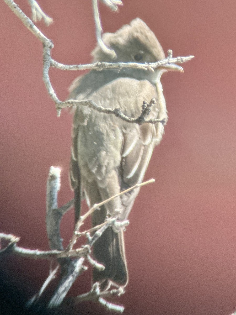 Dusky Flycatcher - ML636754798