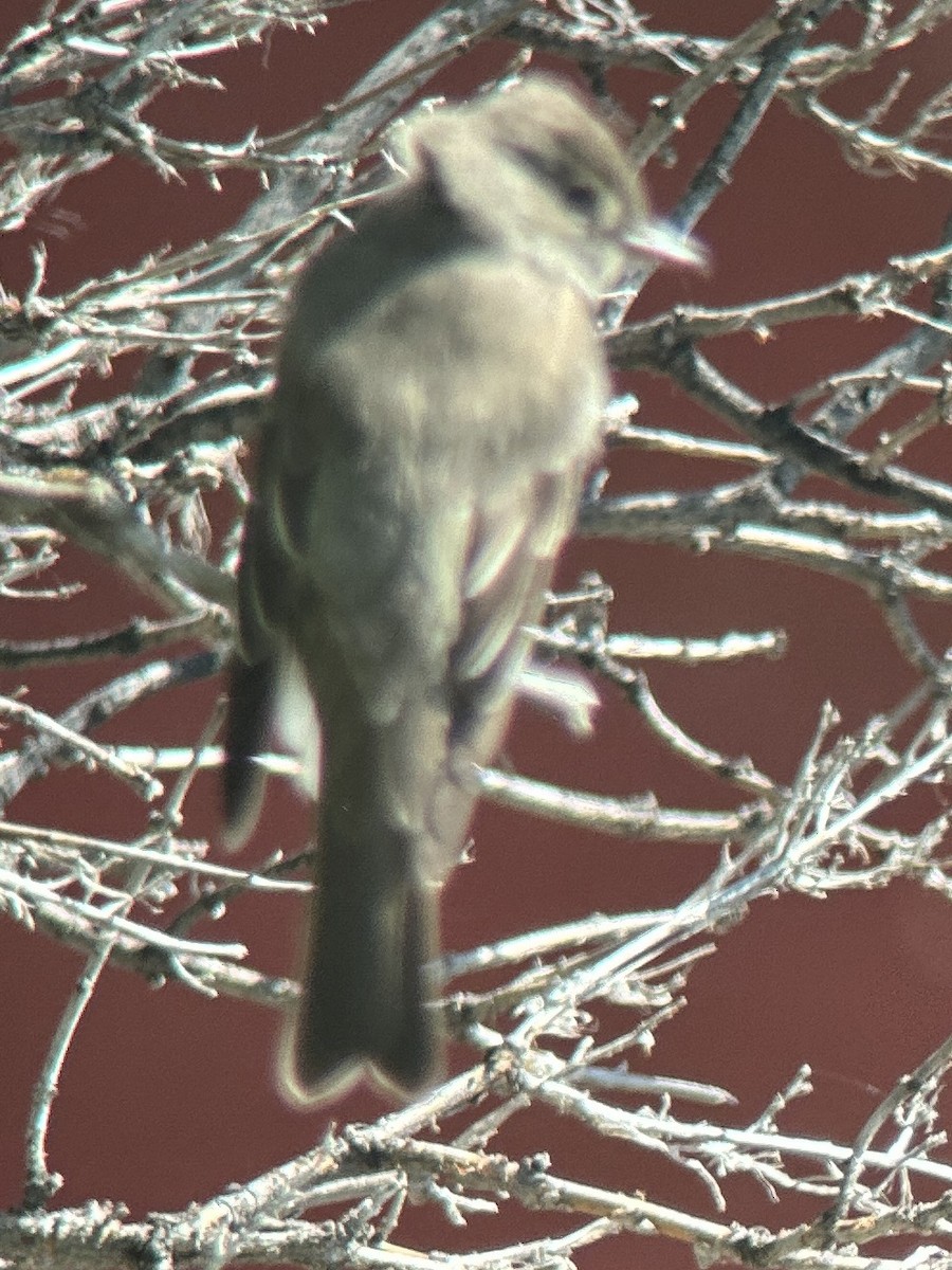 Dusky Flycatcher - ML636754799
