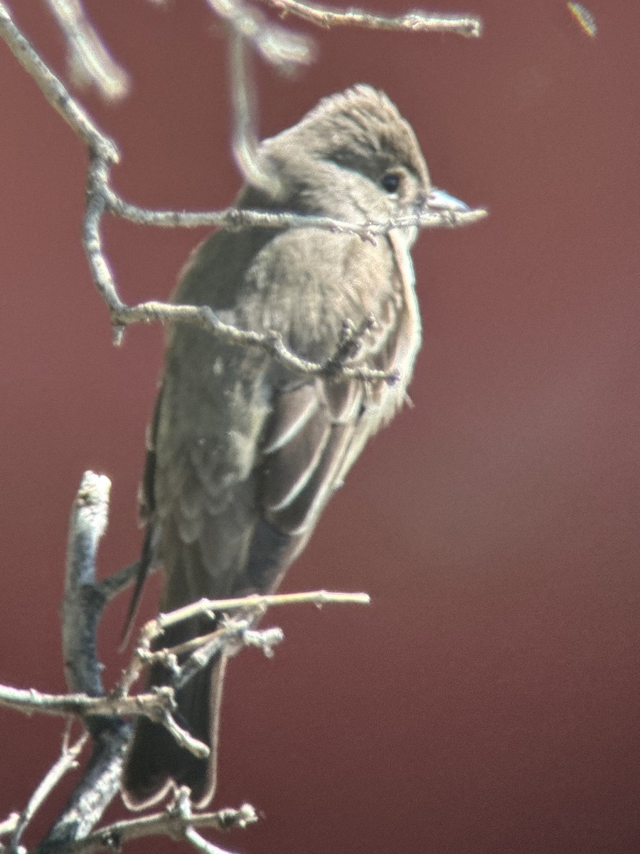 Dusky Flycatcher - ML636754800