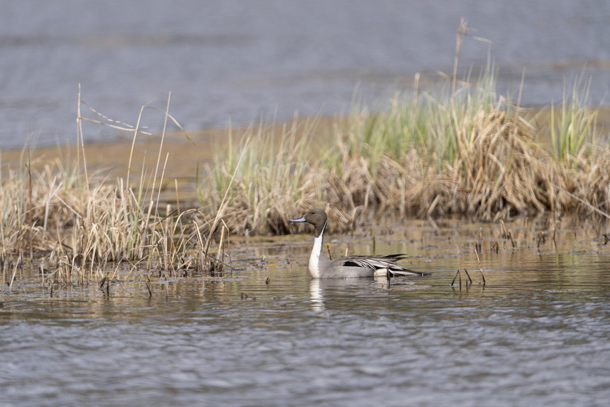 Northern Pintail - ML636754810