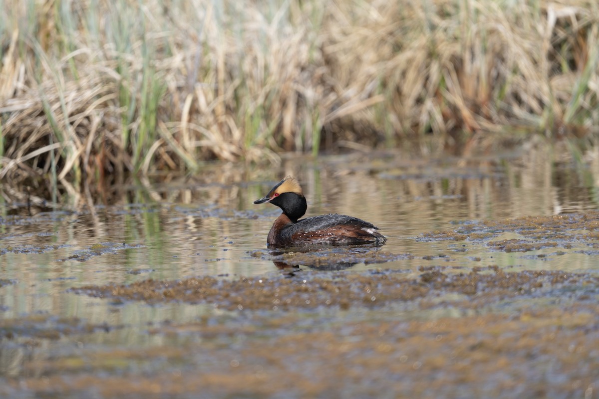 Horned Grebe - ML636754819