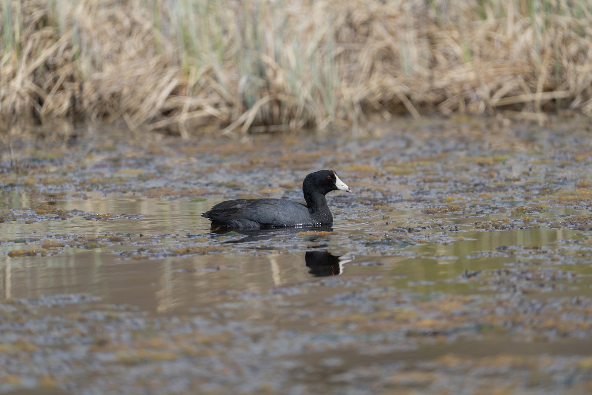 American Coot - ML636754820