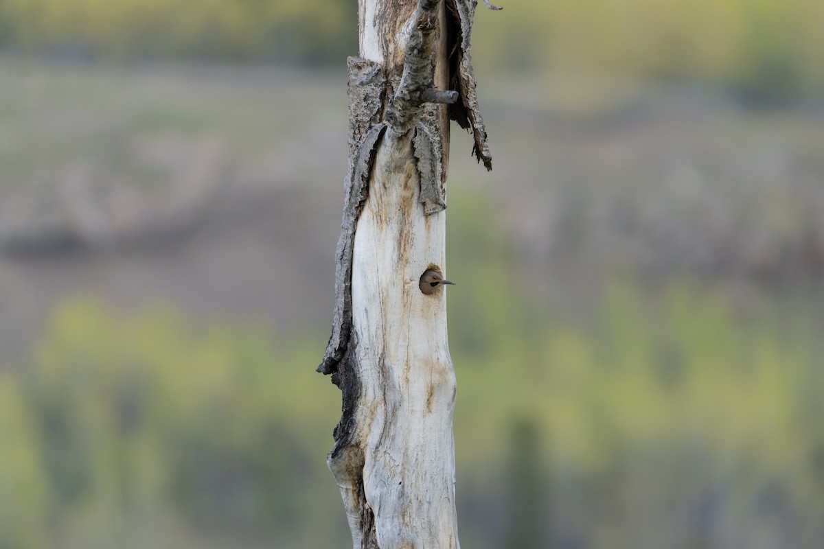 Northern Flicker - ML636754829