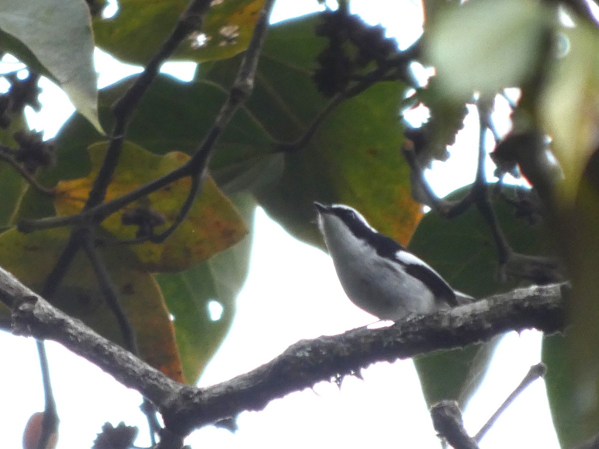 Little Pied Flycatcher - ML636754989