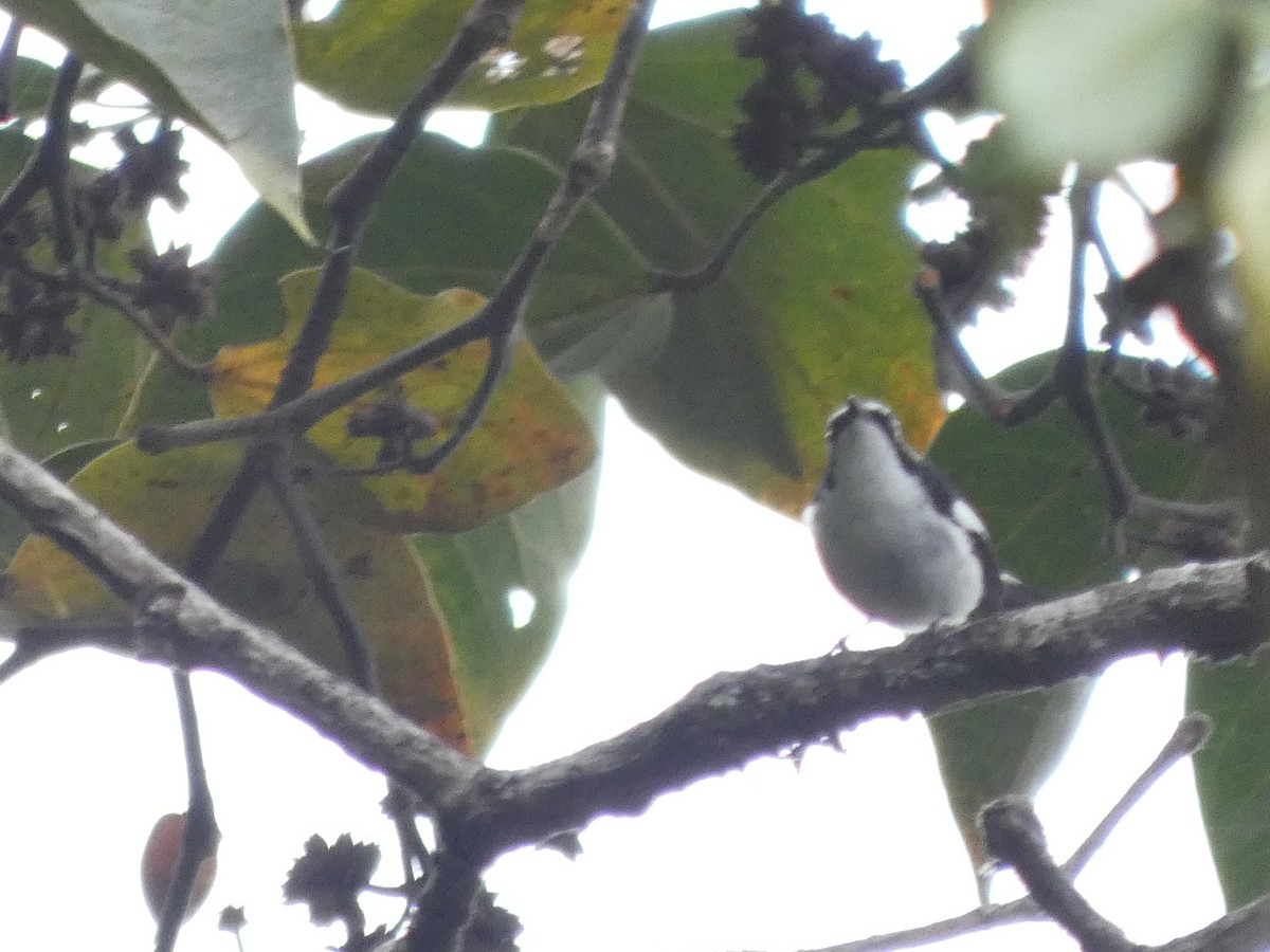 Little Pied Flycatcher - ML636754993