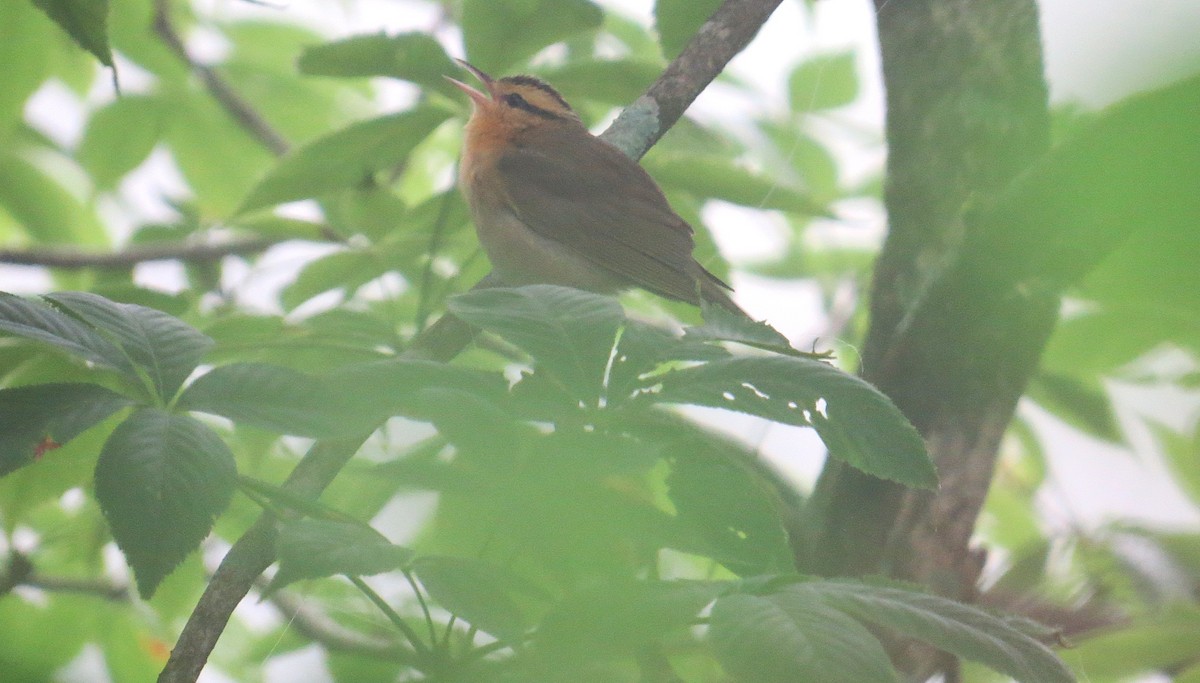 Paruline vermivore - ML636755032