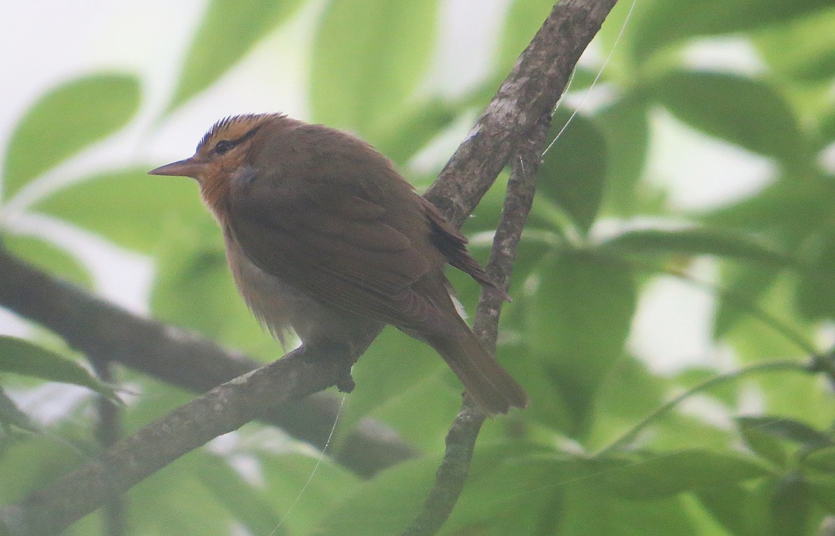 Paruline vermivore - ML636755037