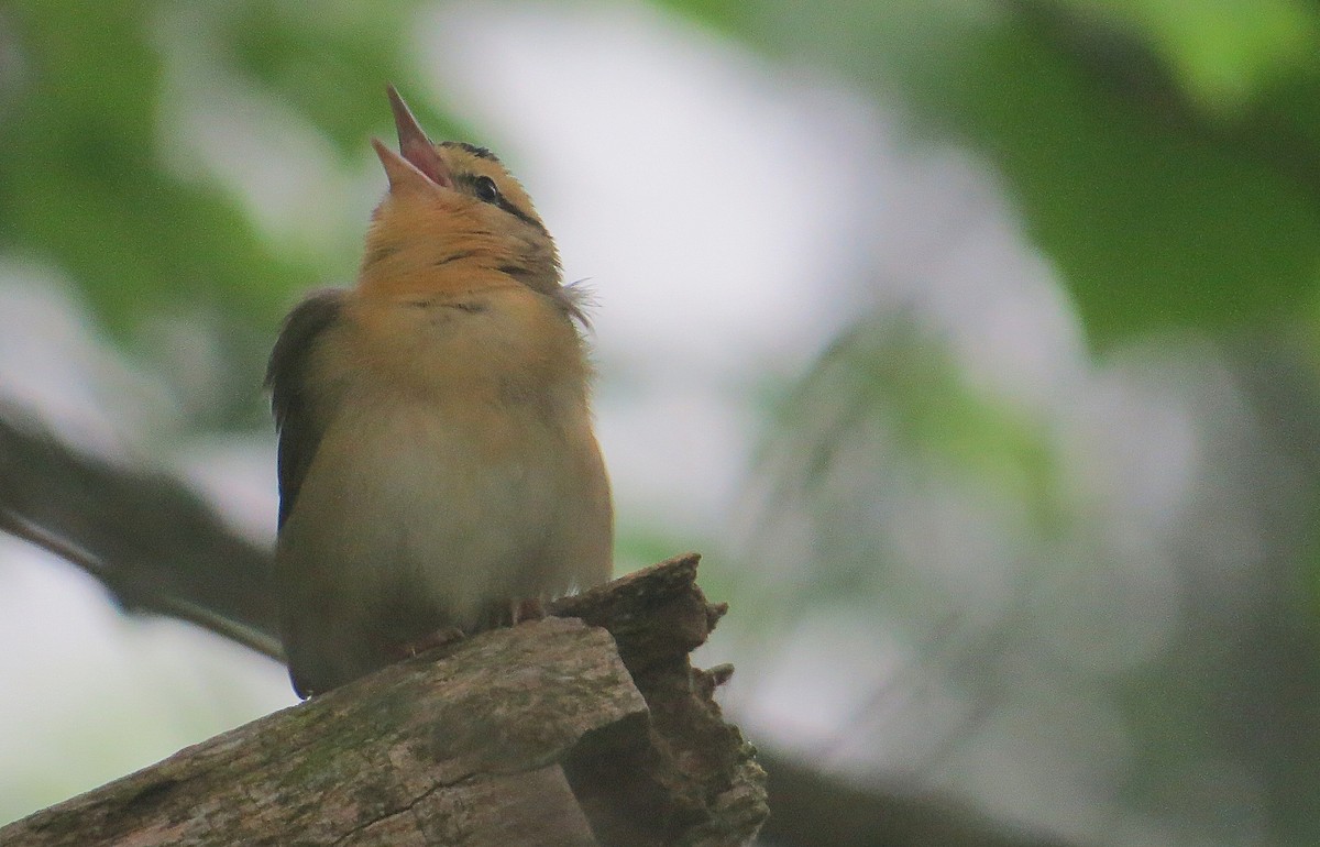 Paruline vermivore - ML636755041