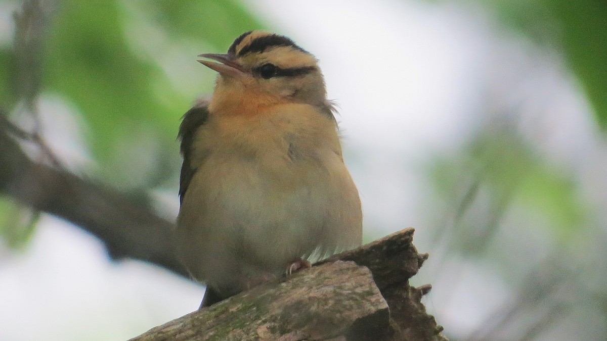 Paruline vermivore - ML636755042