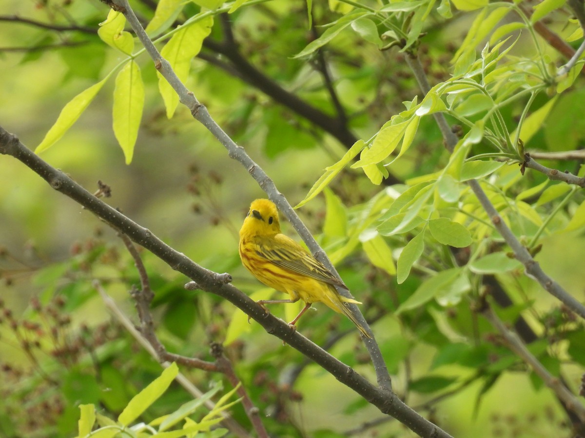 Yellow Warbler (Northern) - ML636755055