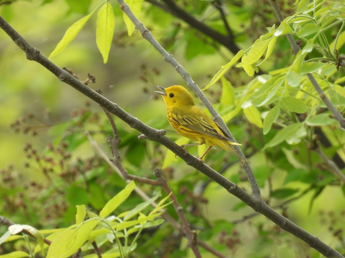 Yellow Warbler (Northern) - ML636755056