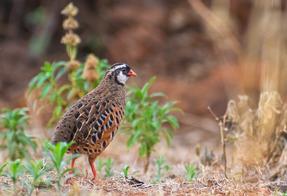 サイシキヤブウズラ - ML636755088