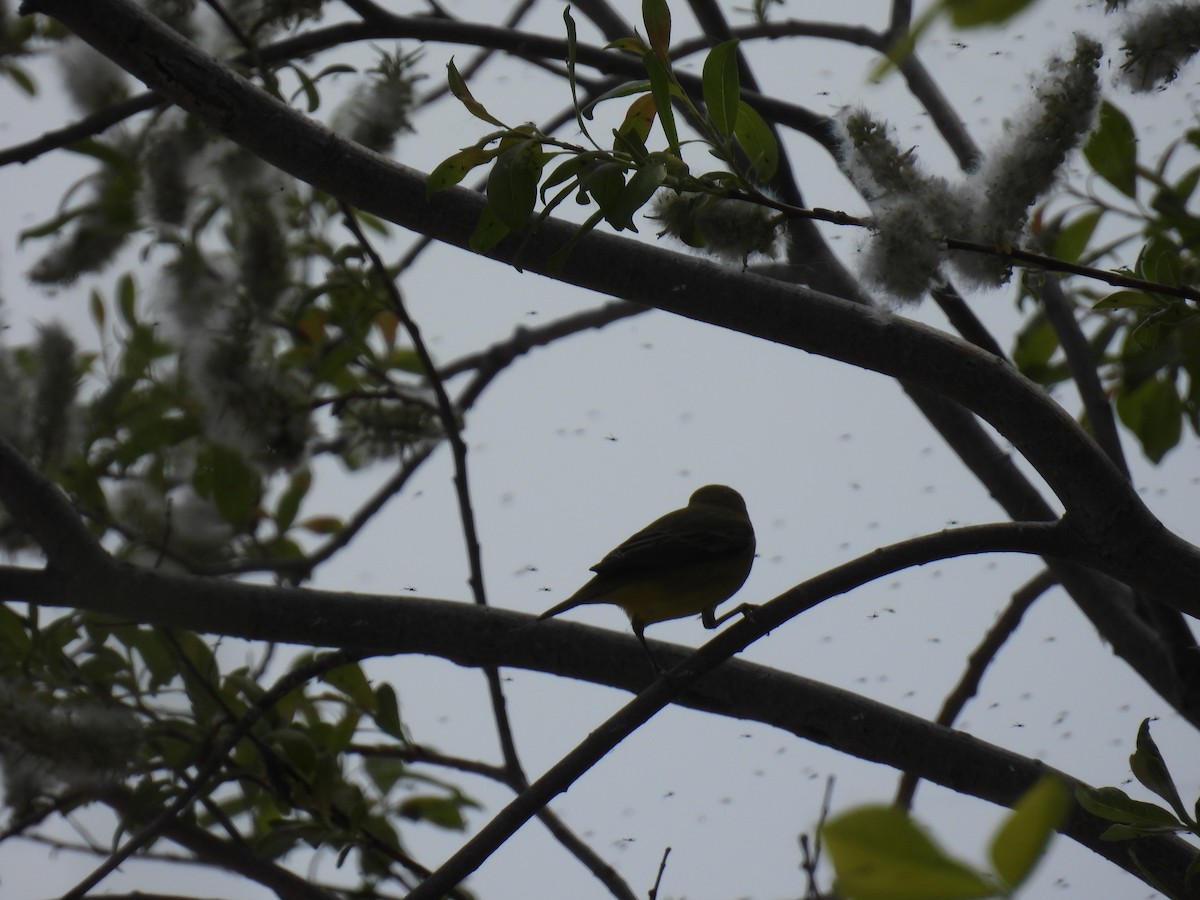 Yellow Warbler (Northern) - ML636755127