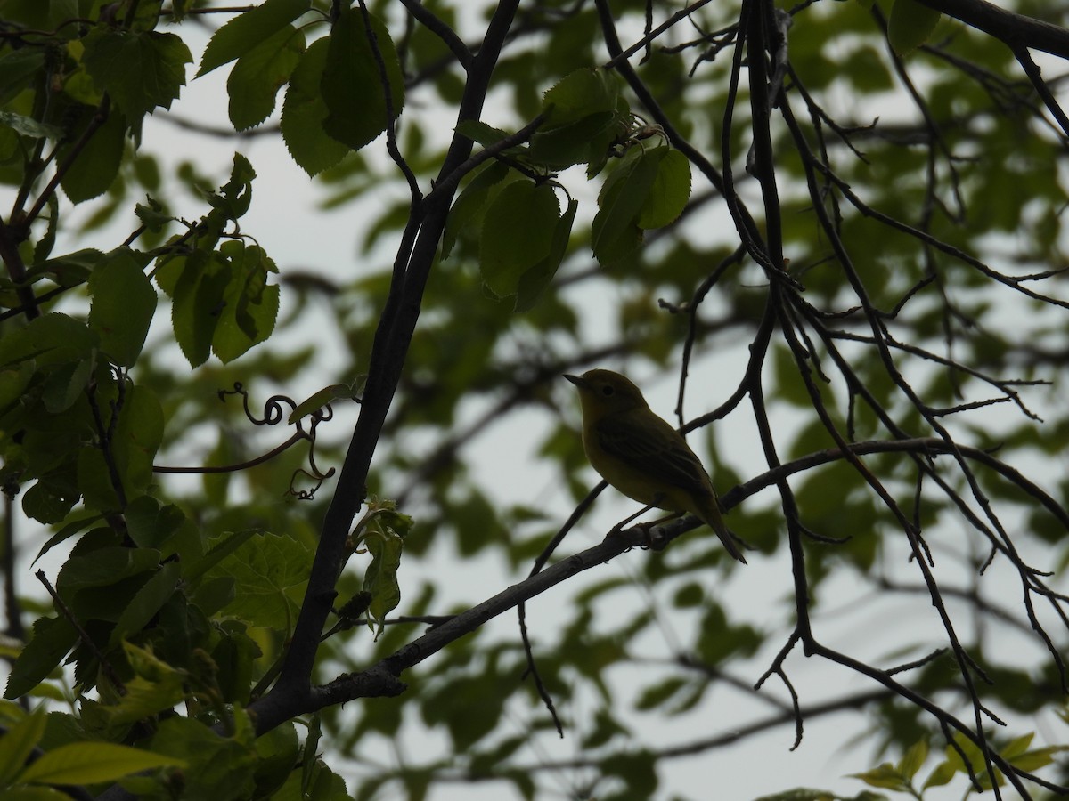 Yellow Warbler (Northern) - ML636755128