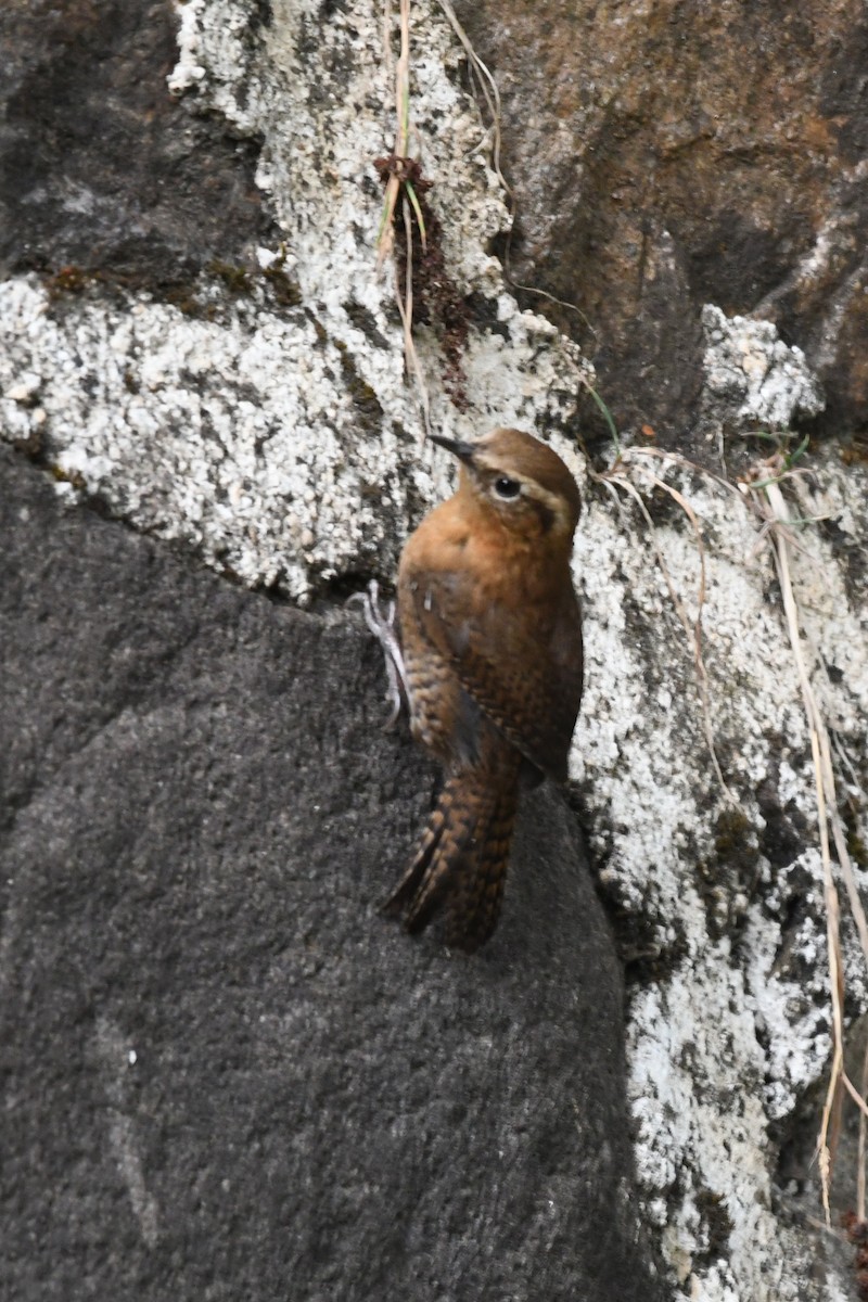 Rufous-browed Wren - ML636755190