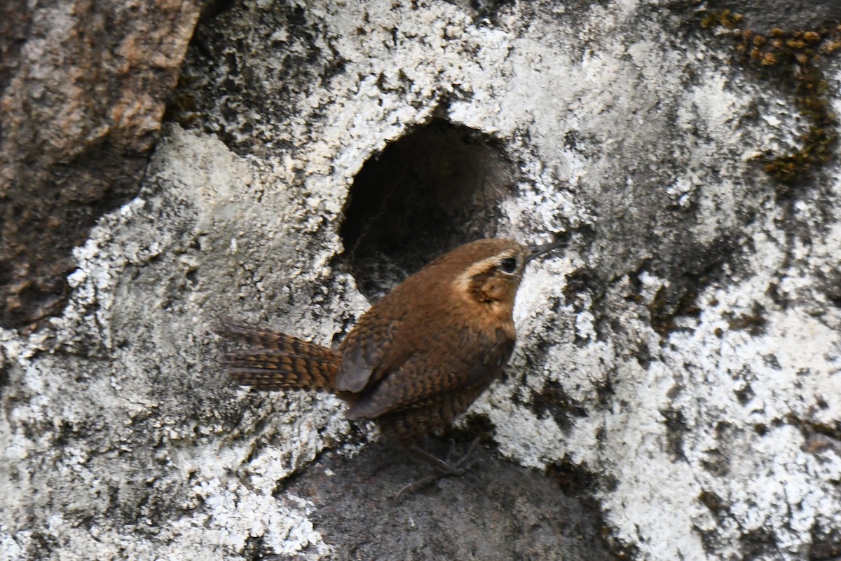 Rufous-browed Wren - ML636755191