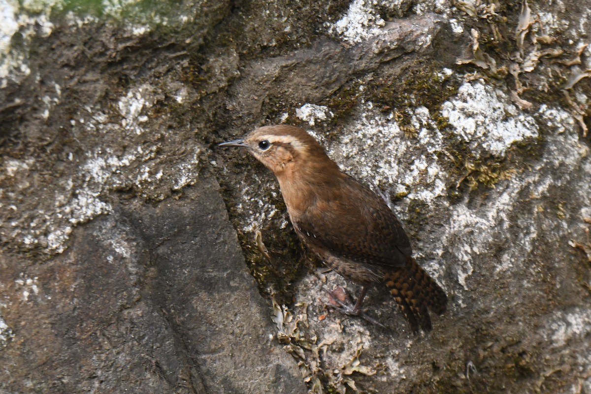 Rufous-browed Wren - ML636755192