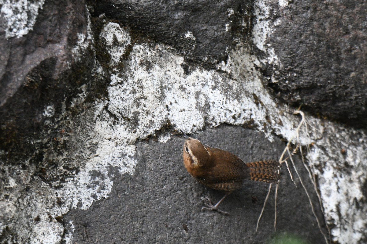 Rufous-browed Wren - ML636755193