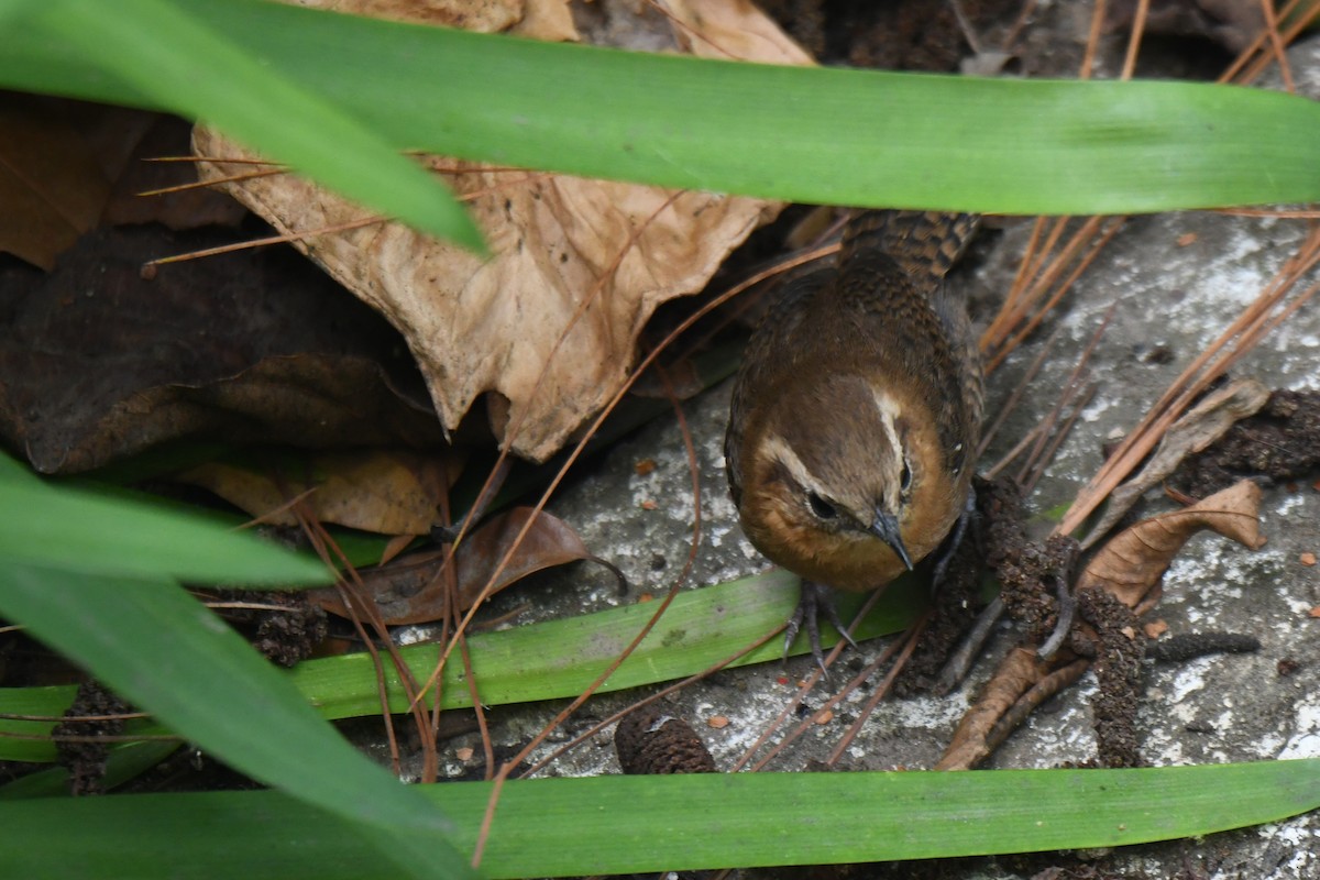 Rufous-browed Wren - ML636755194