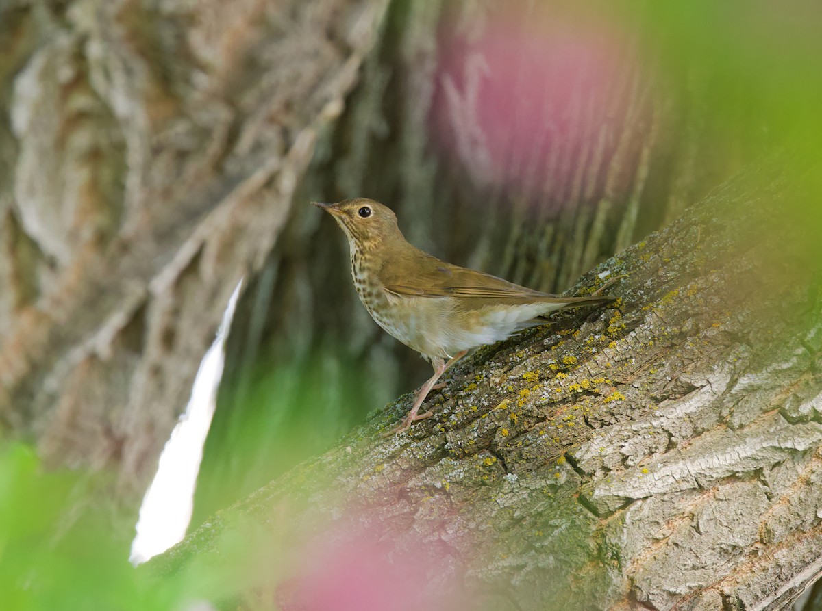 Swainson's Thrush - ML636755215