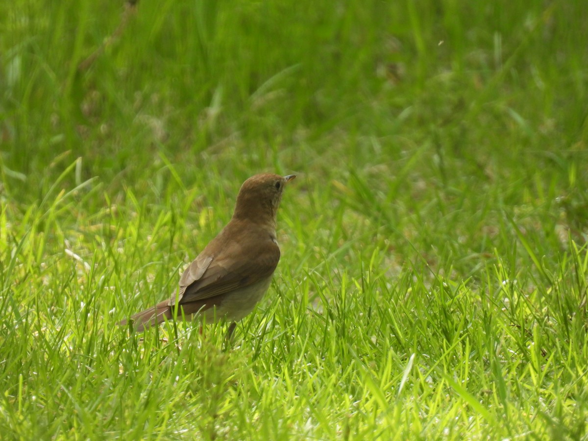 Veery - ML636755234