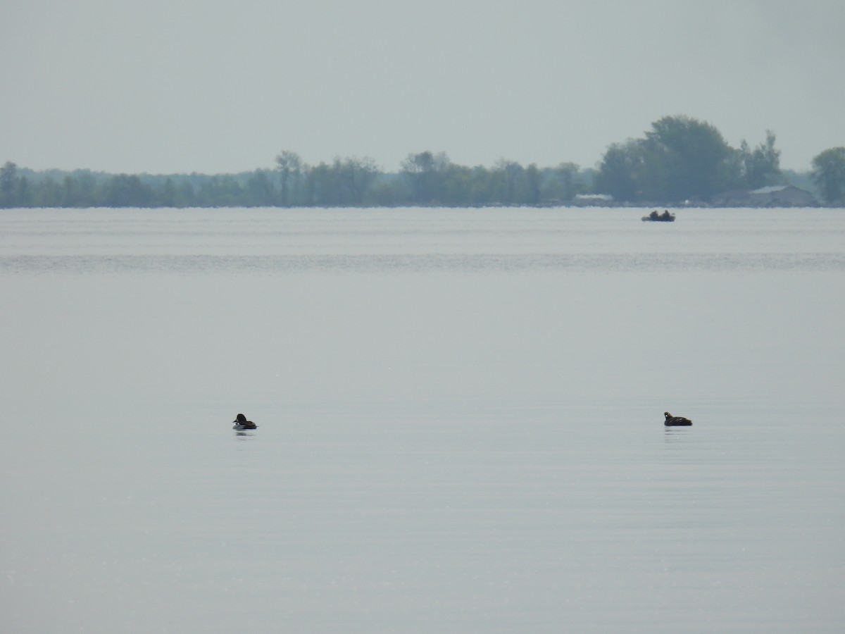 Common Goldeneye - ML636755298