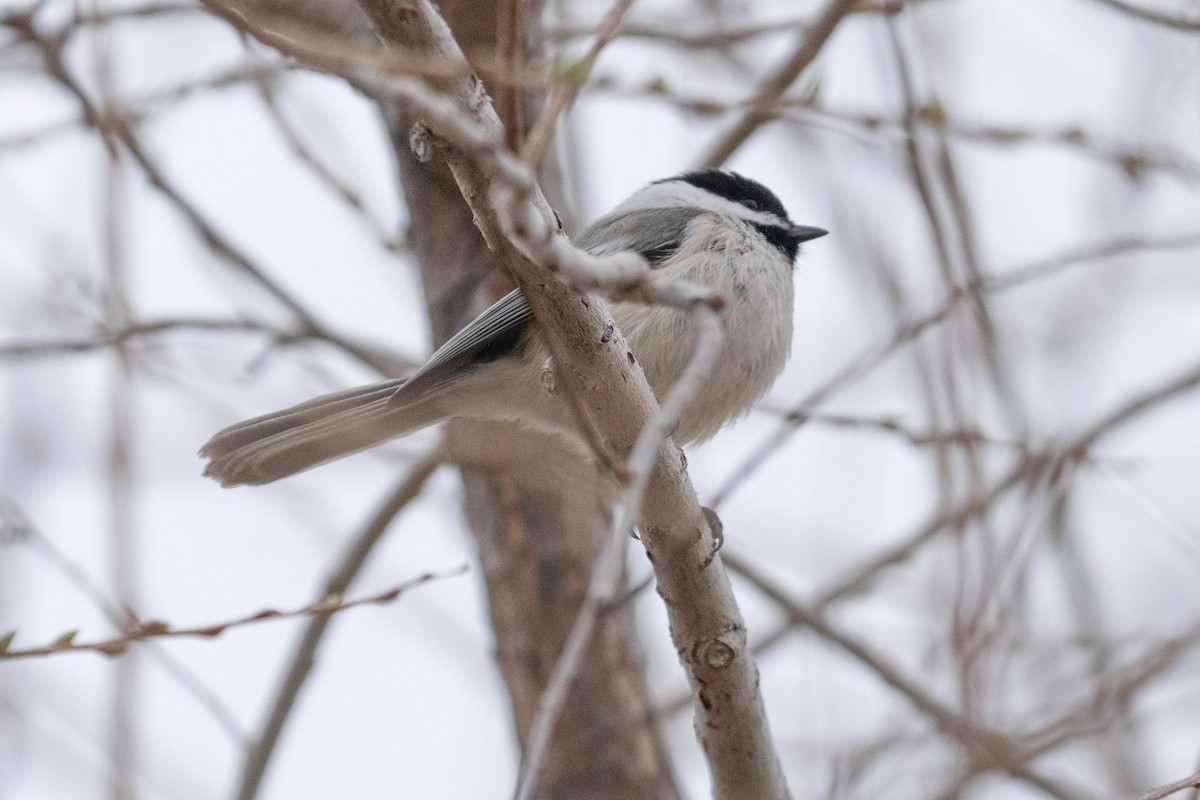 Black-capped Chickadee - ML636755304
